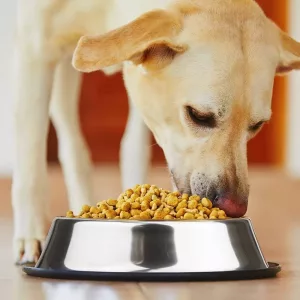 Cuenco para Perro Antideslizante de Acero Inoxidable