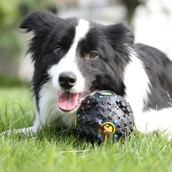 Juguete Puzzle de Comida para Perros