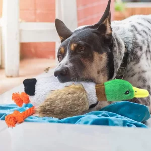 dog chew toy, squeaky toy, plush duck, duck toy