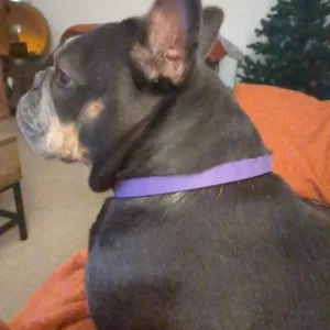 Recibido collar calmante de feromonas para perros de 3 piezas del cliente C****e