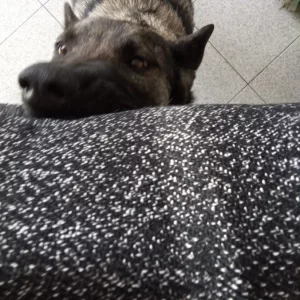 Manga de entrenamiento para mordida de perro recibida del cliente A****a