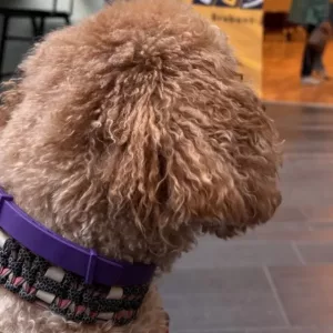 Recibido collar de feromonas calmantes para perros de 3 piezas del cliente E****a