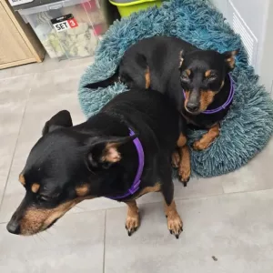 Recibido 3pcs Collar de Feromonas Calmantes para Perros de cliente D***l