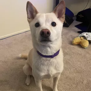 Recibido collar de feromonas calmantes para perros de 3 piezas del cliente P***p