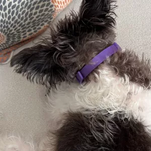 Recibido collar calmante de feromonas para perros de 3 piezas del cliente N****y