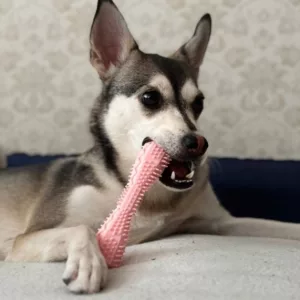 Recibido juguete masticable para limpieza dental de perro del cliente T***e.