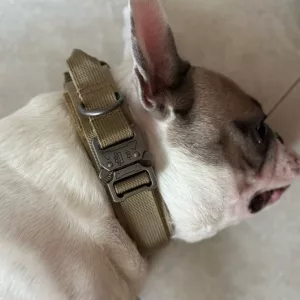 Recibido collar táctico de entrenamiento para perros con hebilla de metal del cliente T****e.