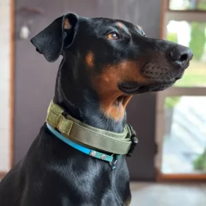 Recibido Collar de Entrenamiento Táctico para Perros con Hebilla de Metal del cliente D****e.