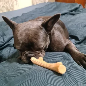 Recibido Palo de Masticar para Perros de Asta de Madera del cliente B***n.