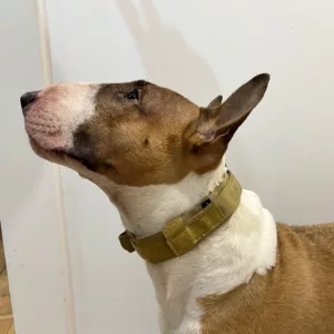 Recibido Collar Táctico de Entrenamiento para Perros con Hebilla de Metal del cliente O****n.