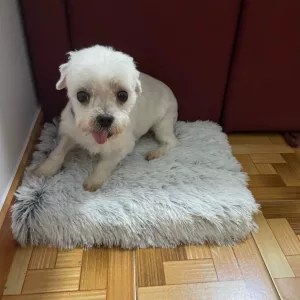 Recibido cama de perro súper suave de peluche del cliente U****p.