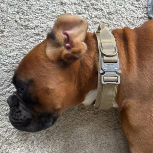 Recibido Collar Táctico de Entrenamiento para Perros con Hebilla de Metal del cliente K***e.