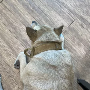 Recibido Collar para Perro con Soporte Táctico AirTag y Asa del cliente V*****a.