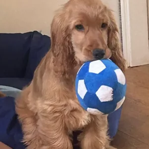 Recibido el juguete suave de pelota de fútbol chillón para perros del cliente M*****l.